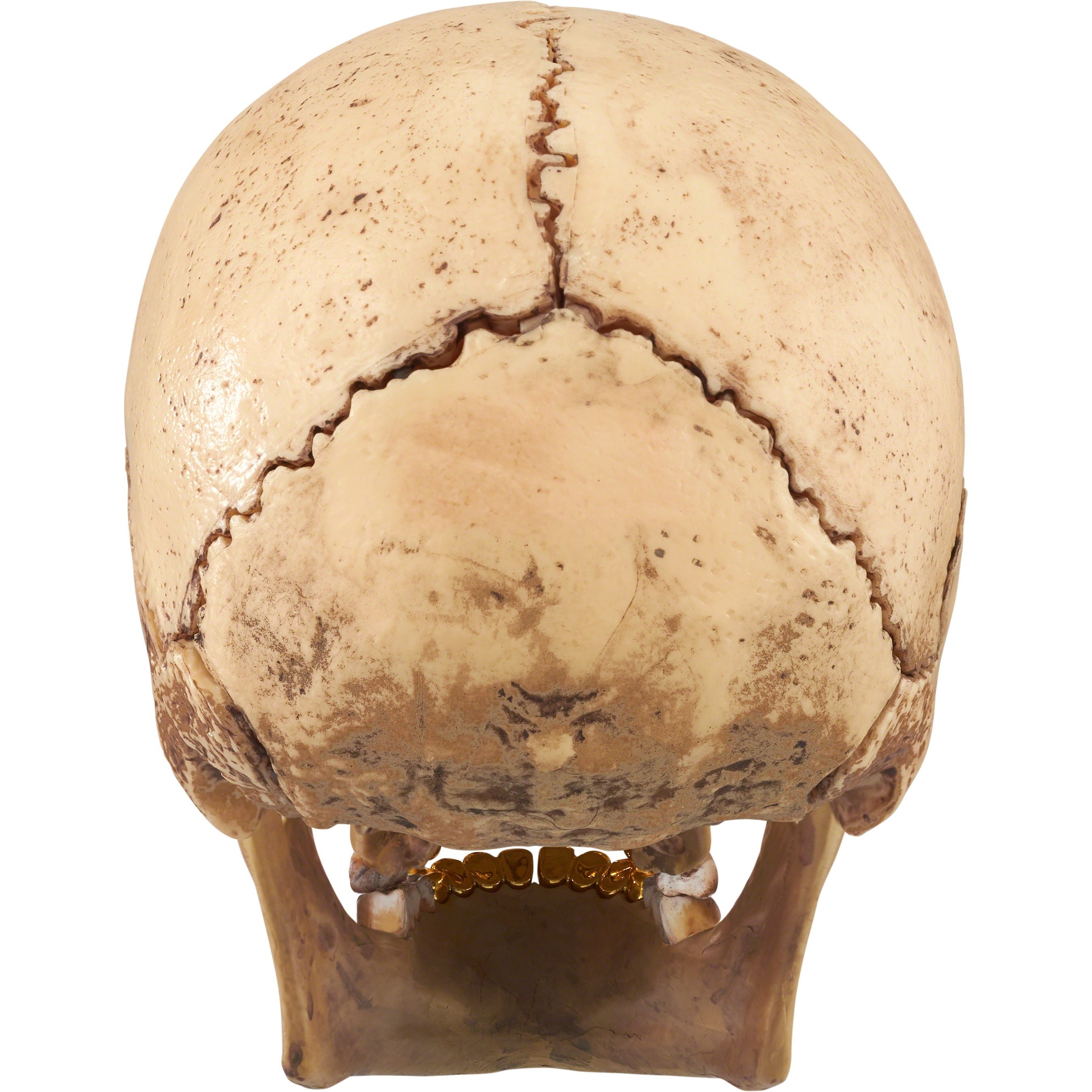 4D Model Human Skull view 4